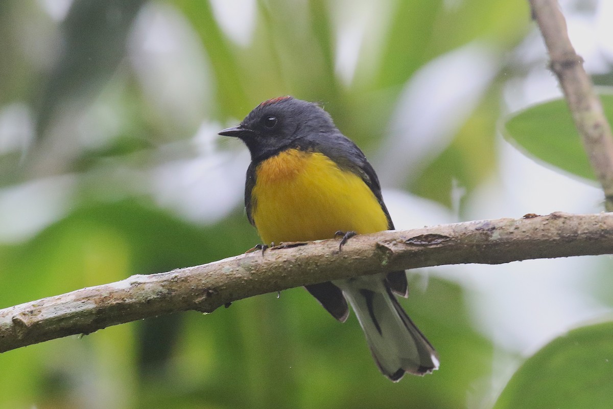 Slate-throated Redstart - ML627240314