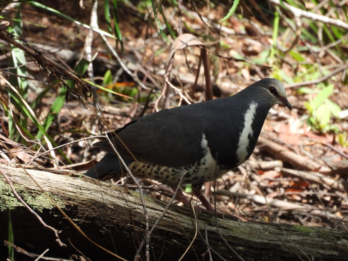 Wonga Pigeon - ML627240486