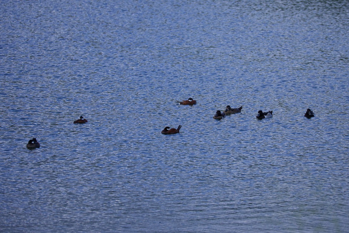 Ring-necked Duck - ML627240823