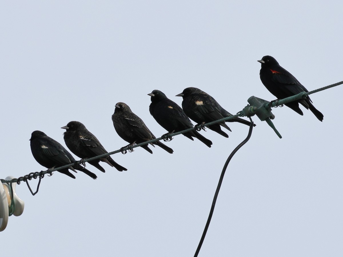 Tricolored Blackbird - ML627240919
