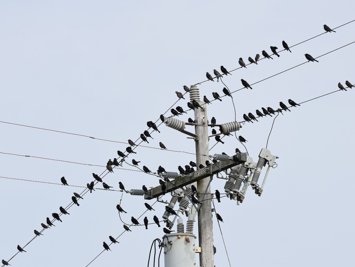 Tricolored Blackbird - ML627240938