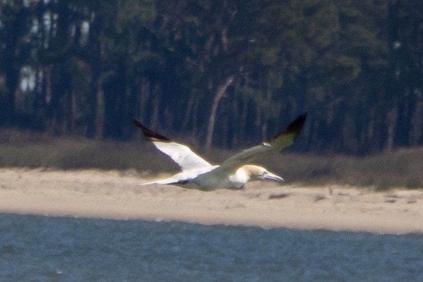 Northern Gannet - ML627240946