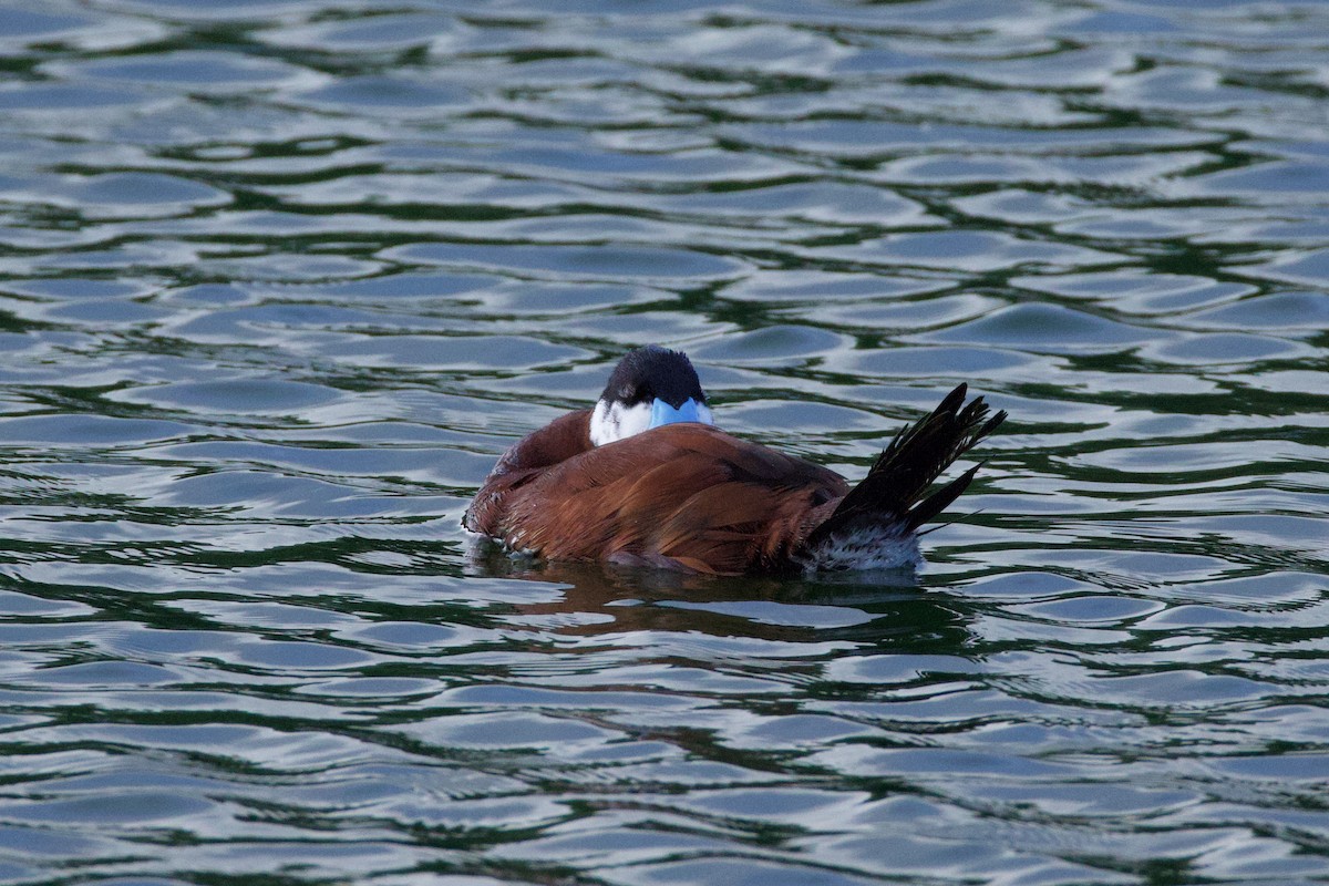 Ruddy Duck - ML627240975