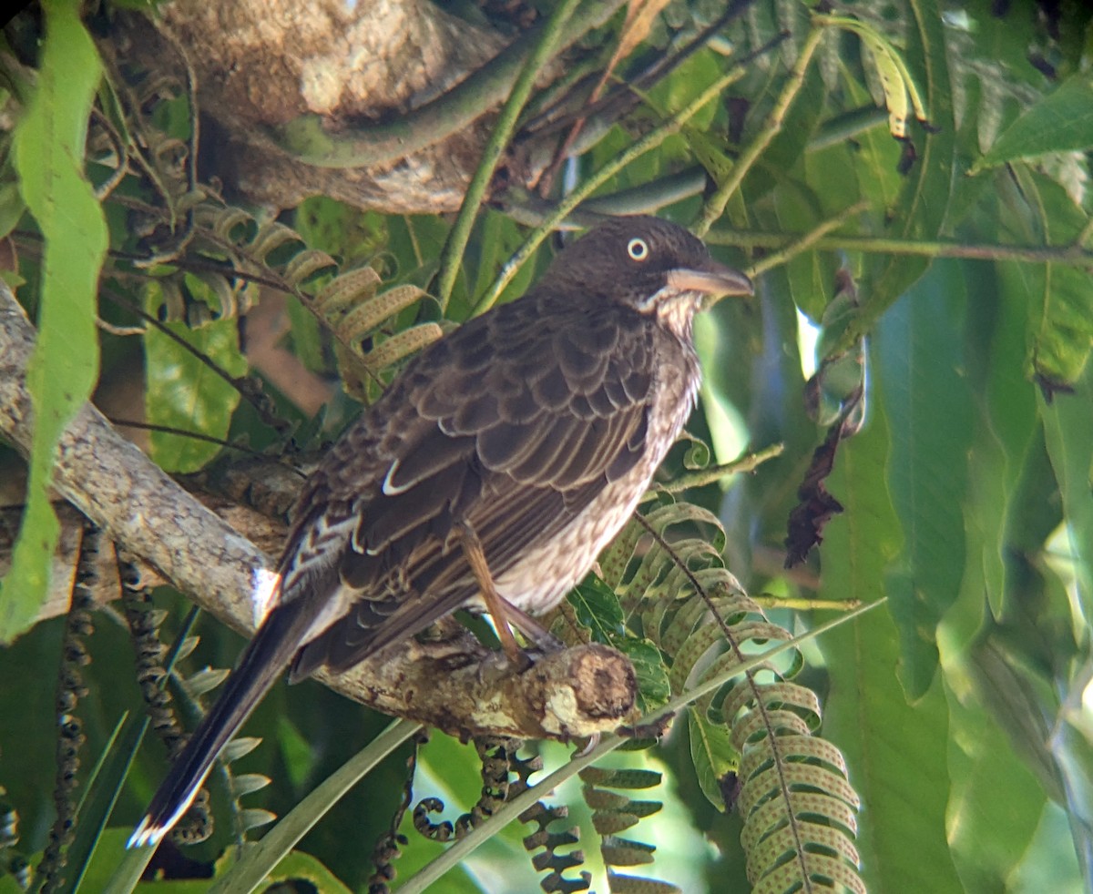 Pearly-eyed Thrasher - ML627240994