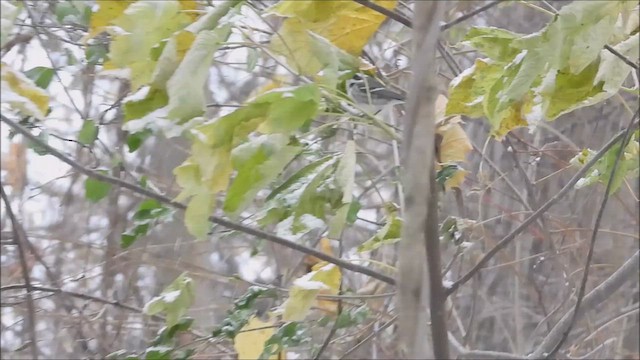 Black-throated Gray Warbler - ML627241014