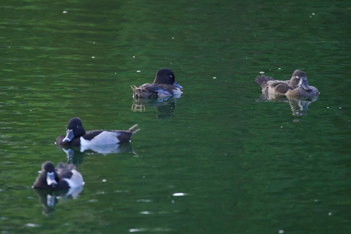 Ring-necked Duck - ML627241018