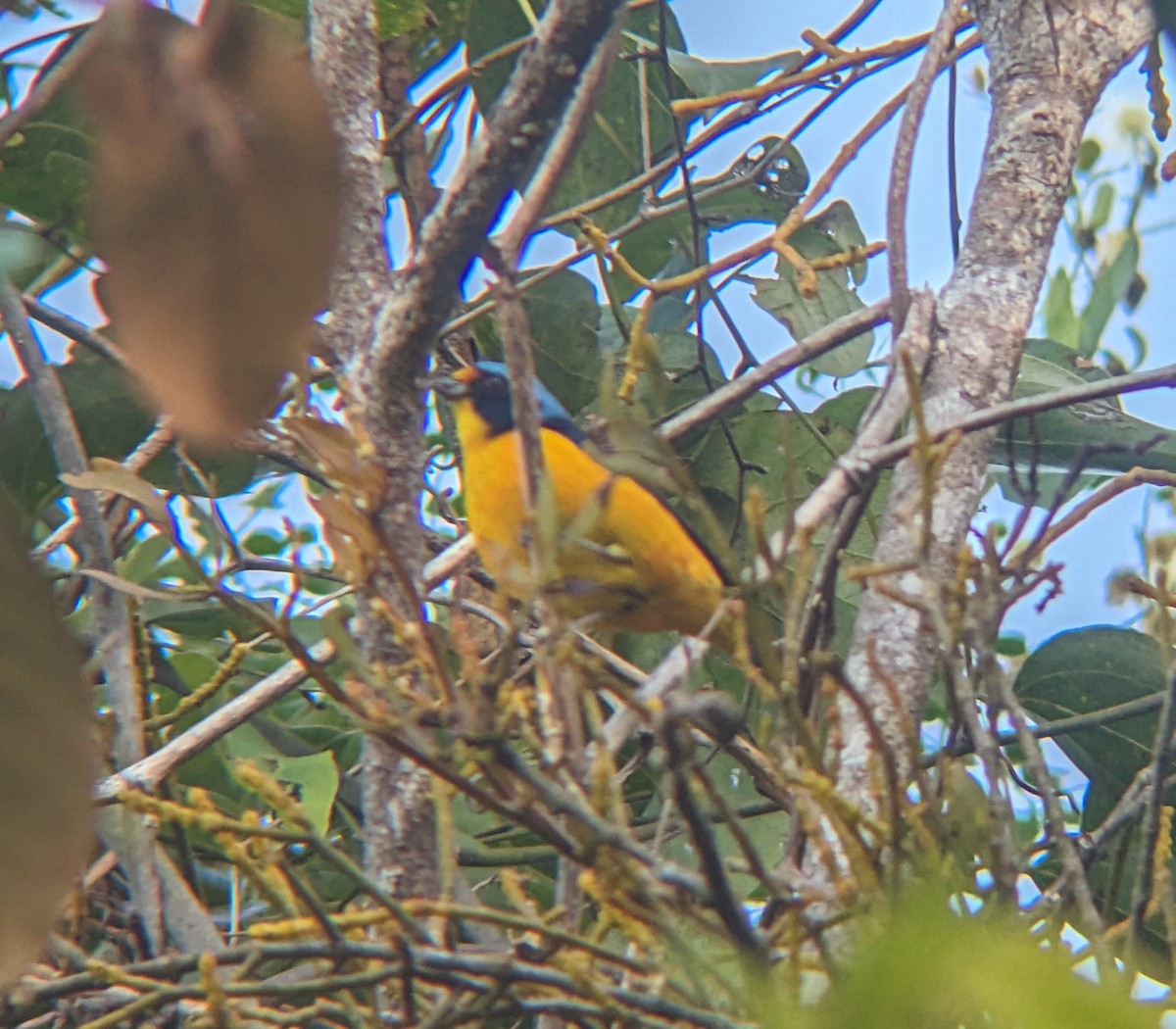 Puerto Rican Euphonia - ML627241085