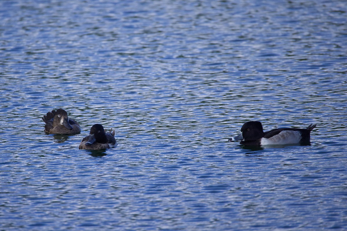 Ring-necked Duck - ML627241219