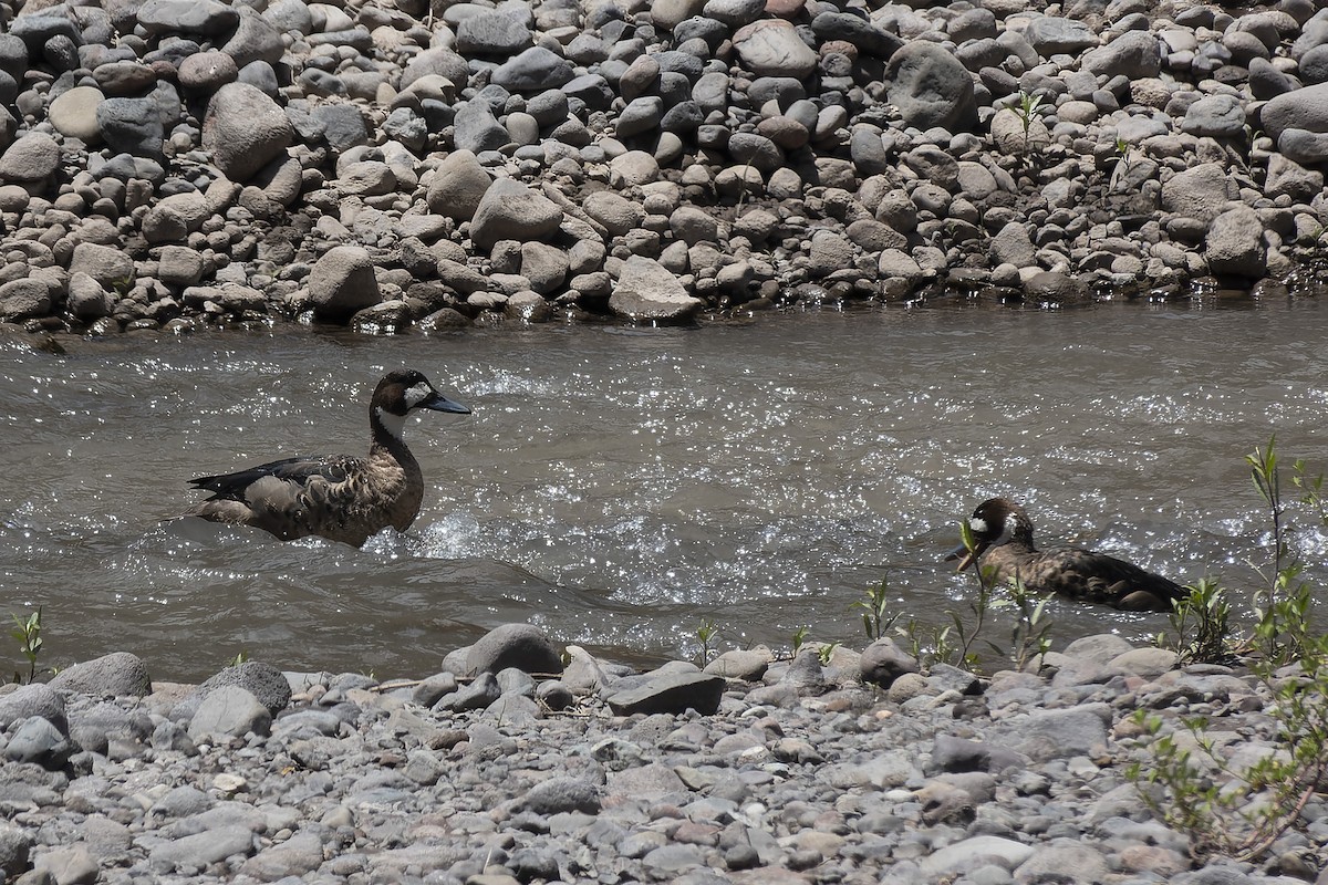 Spectacled Duck - ML627241405