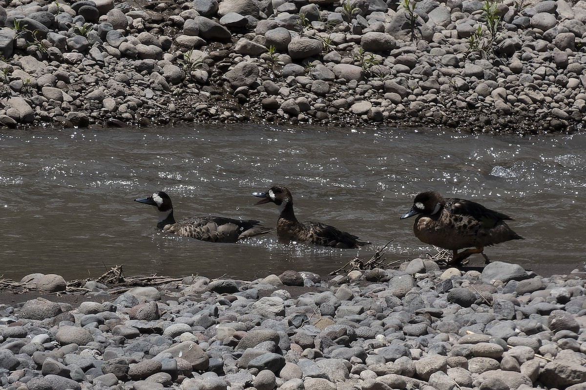 Spectacled Duck - ML627241406