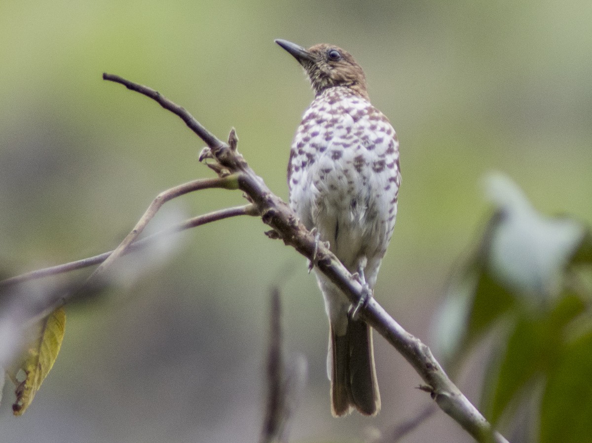 Marañon Thrush - ML627241483