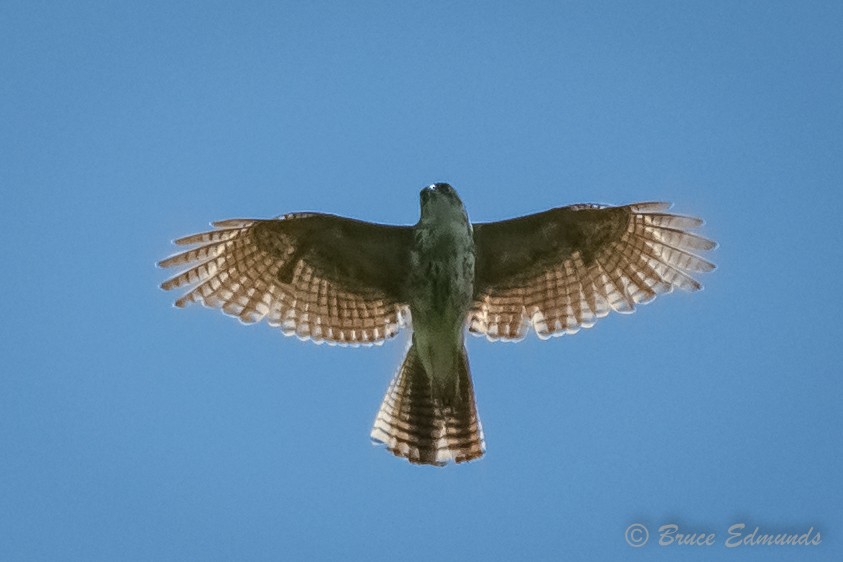 Pied Goshawk - ML627241825