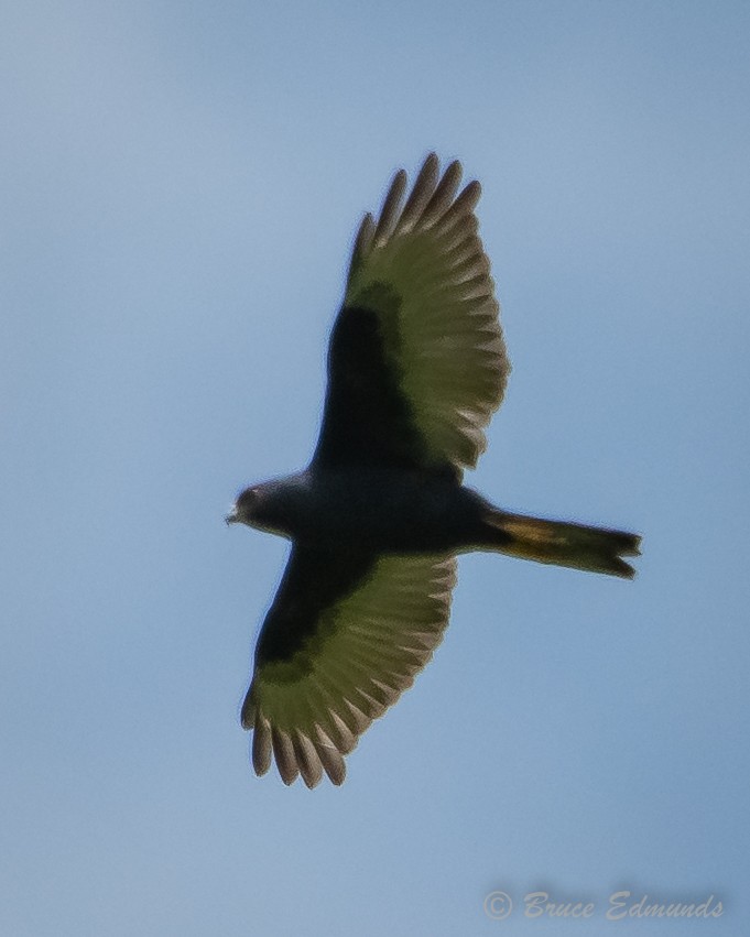Pied Goshawk - ML627241826