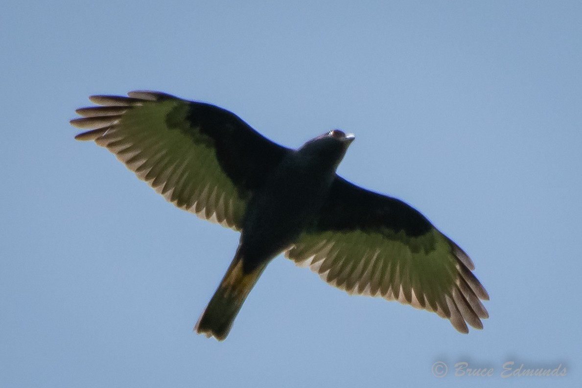 Pied Goshawk - ML627241828