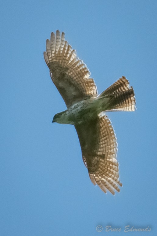 Pied Goshawk - ML627241829