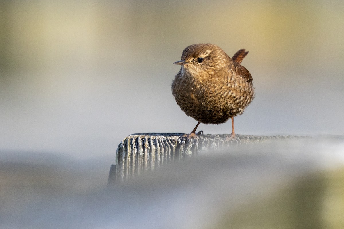 Winter Wren - ML627241973