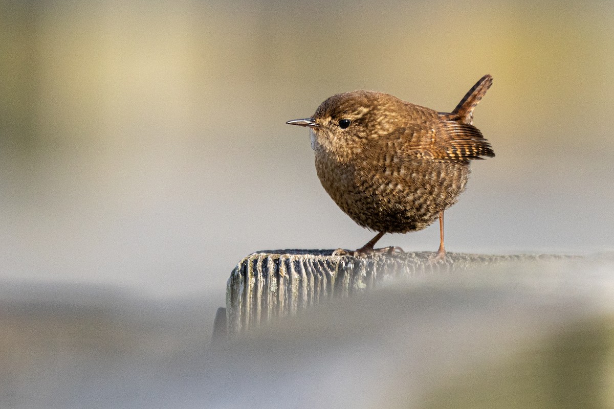 Winter Wren - ML627241974