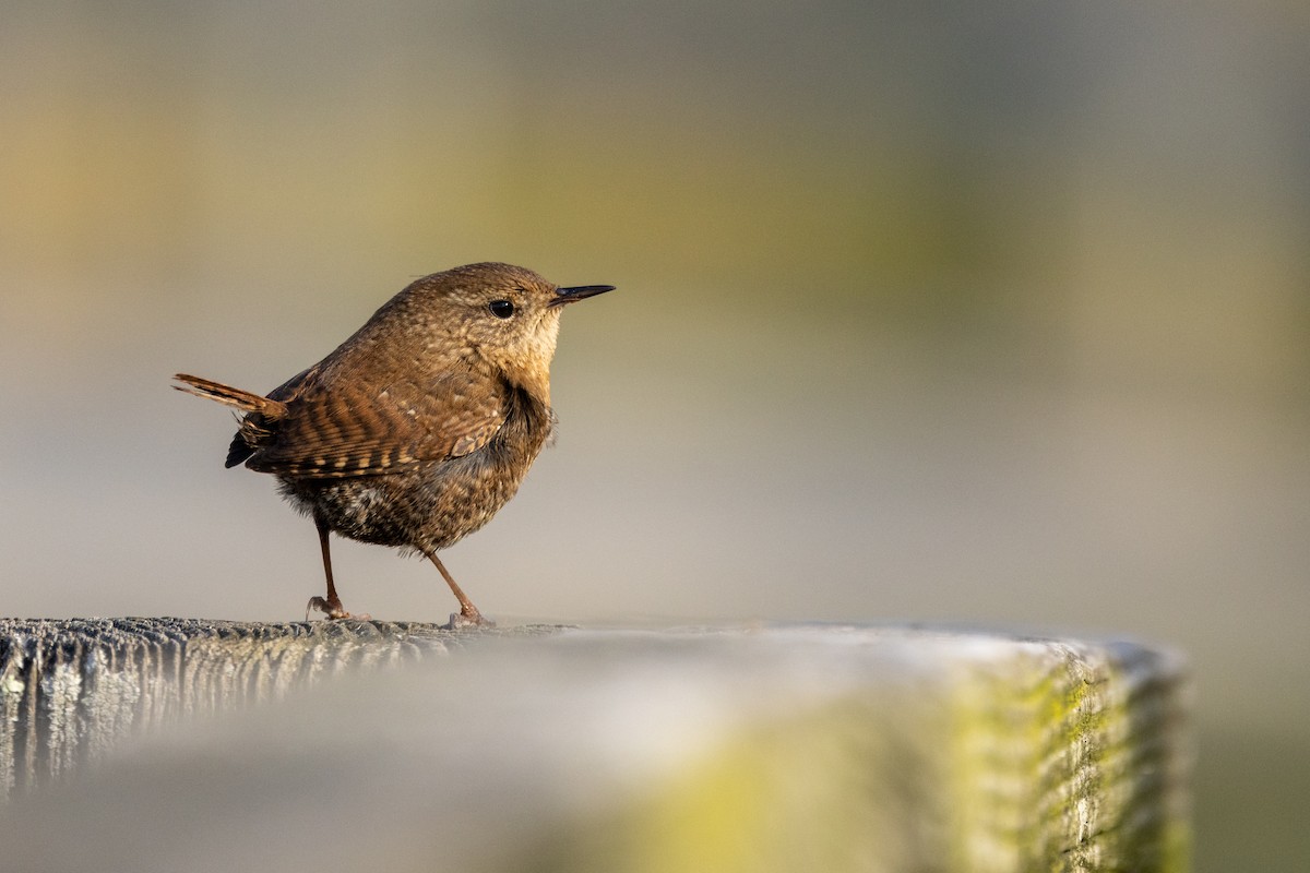 Winter Wren - ML627241978