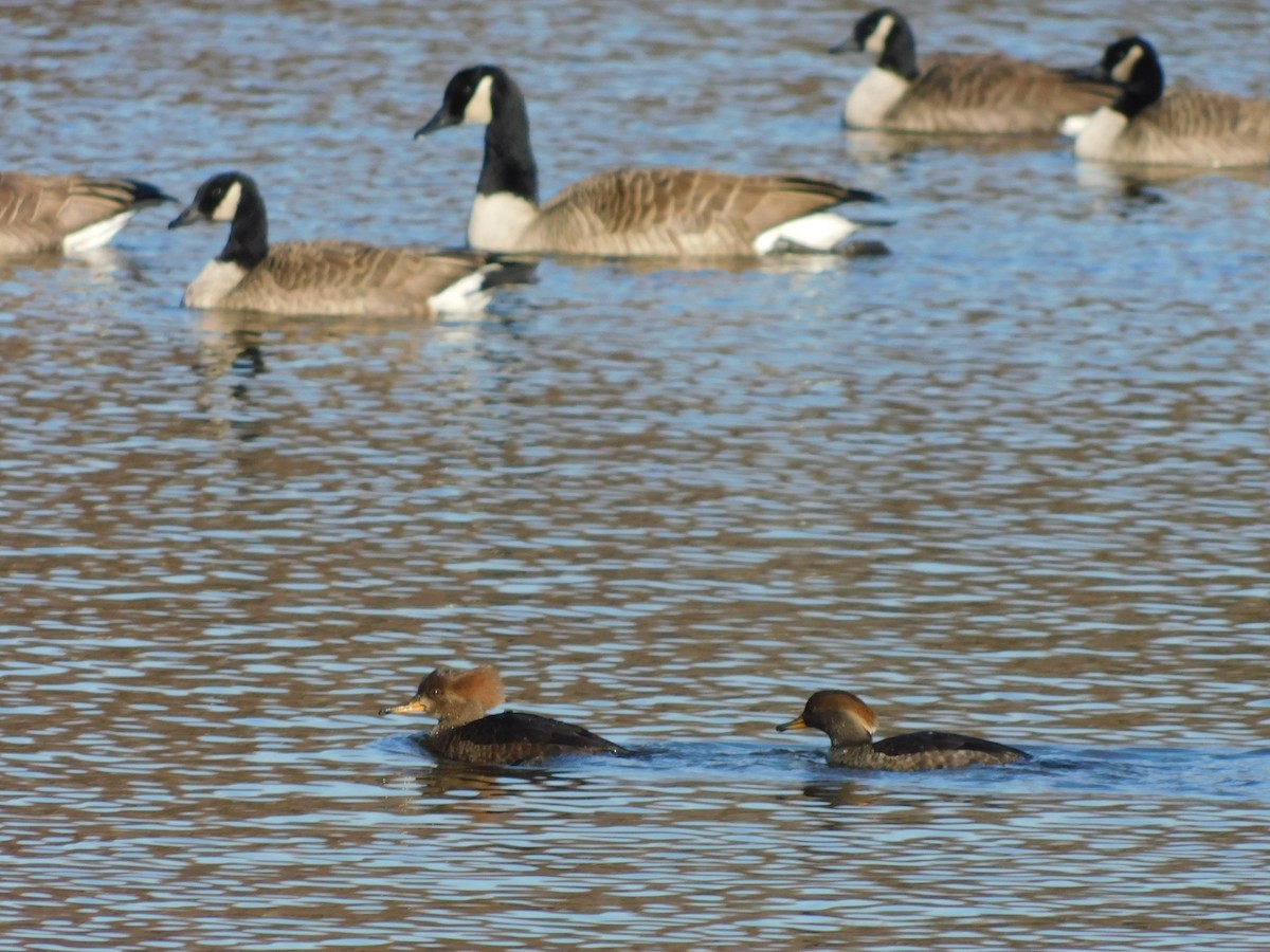Hooded Merganser - ML627241982