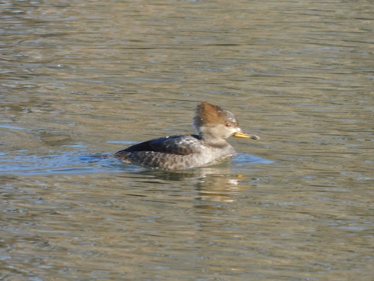 Hooded Merganser - ML627241984