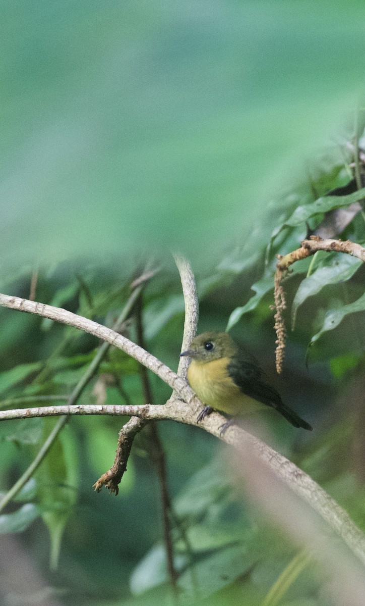 Sulphur-rumped Flycatcher - ML627241985