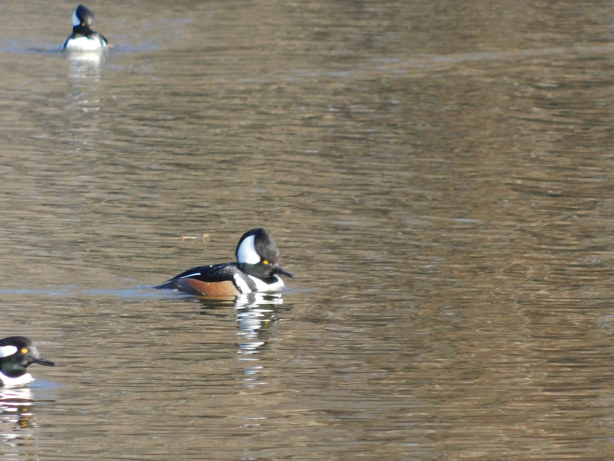 Hooded Merganser - ML627241990