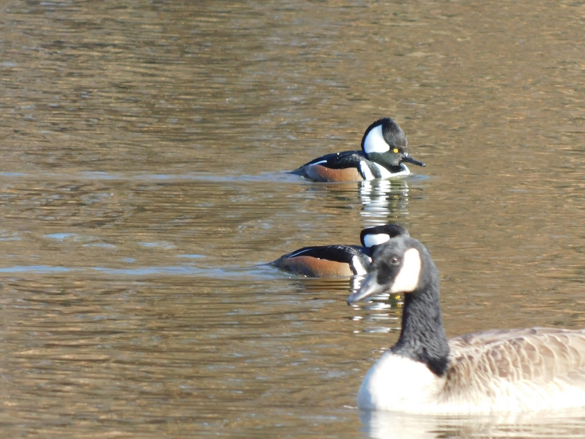 Hooded Merganser - ML627241991