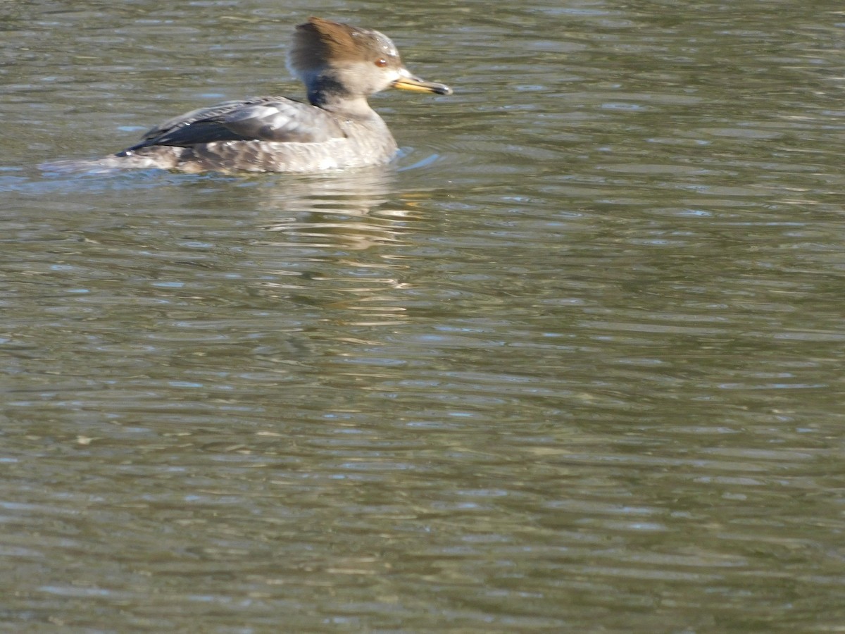 Hooded Merganser - ML627241992
