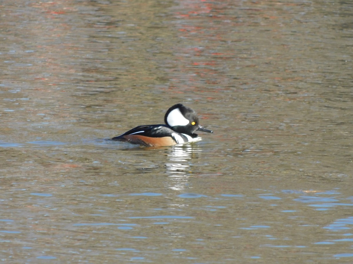 Hooded Merganser - ML627241993