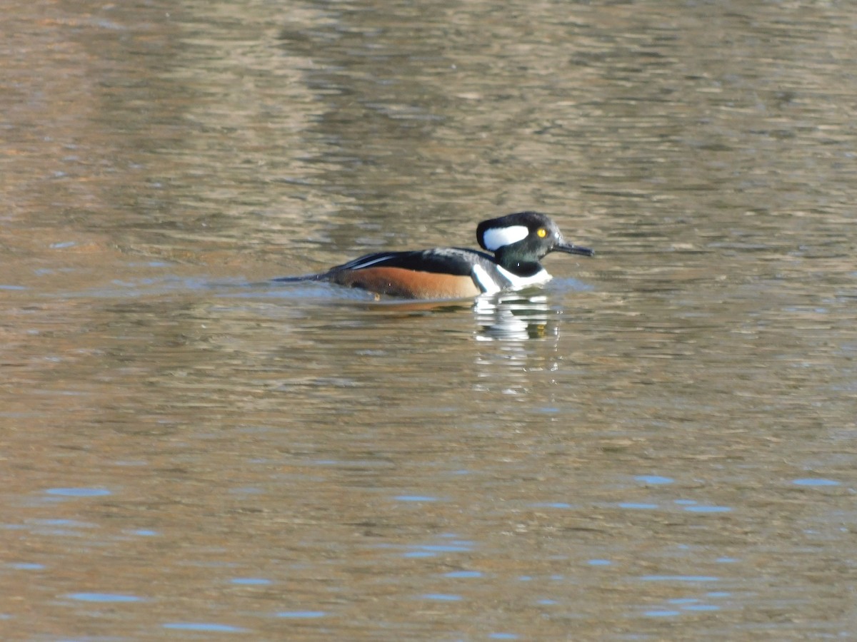 Hooded Merganser - ML627241994