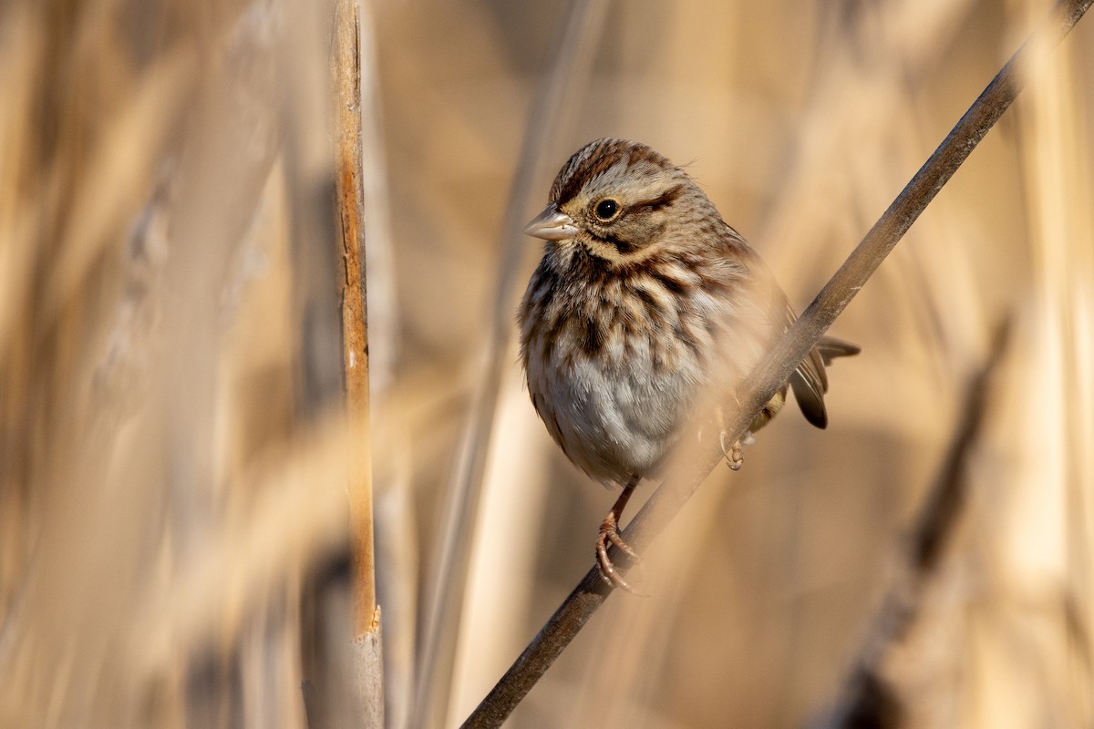 Song Sparrow - ML627241998