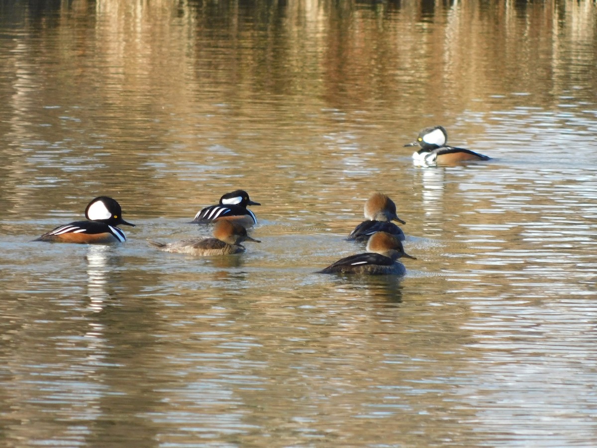 Hooded Merganser - ML627242009