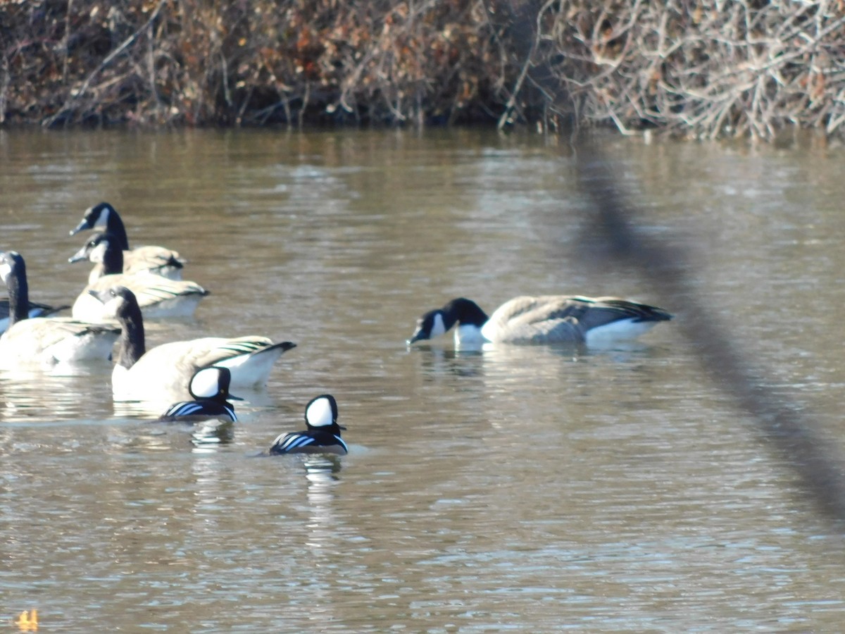 Hooded Merganser - ML627242011