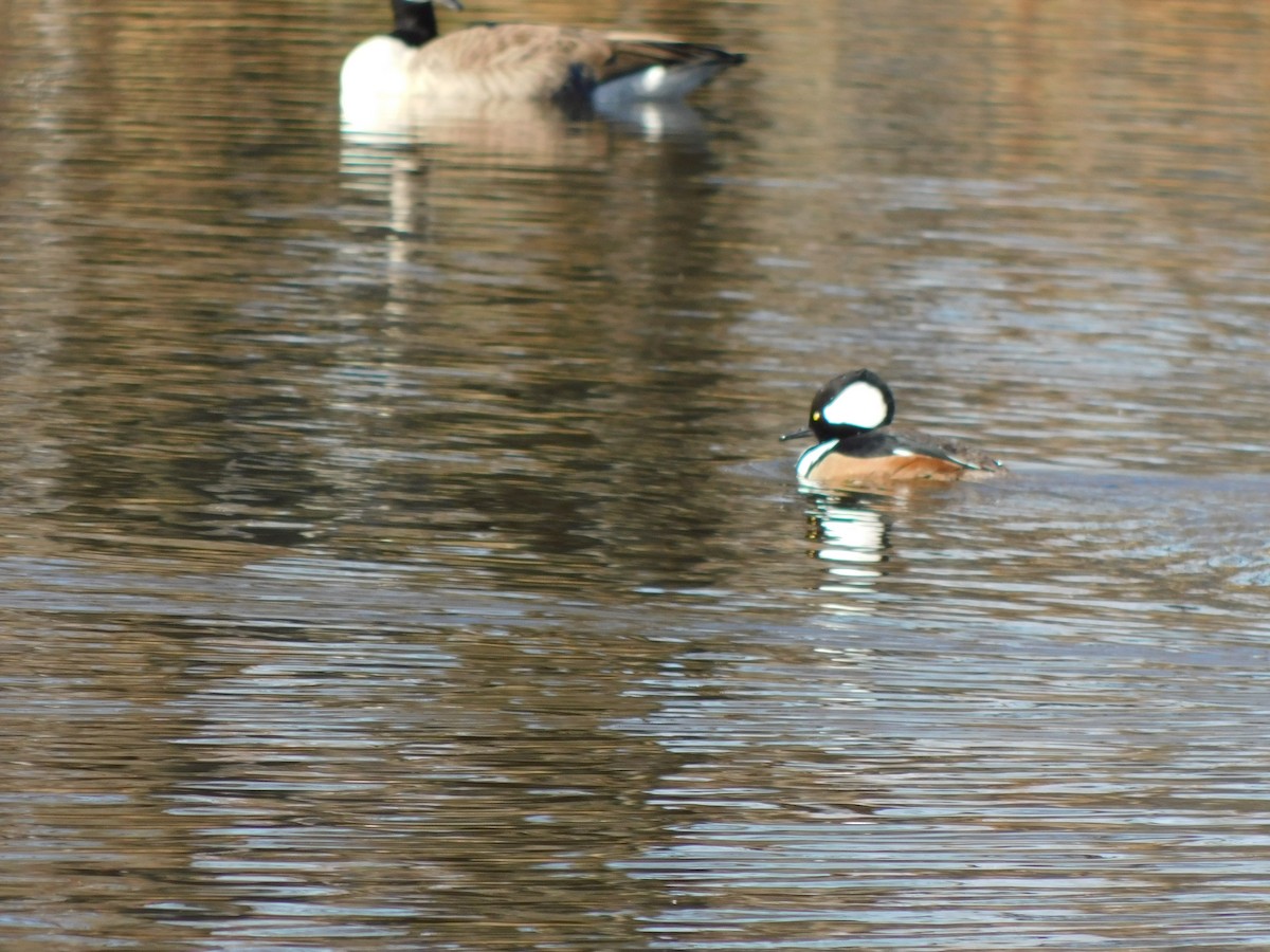 Hooded Merganser - ML627242012