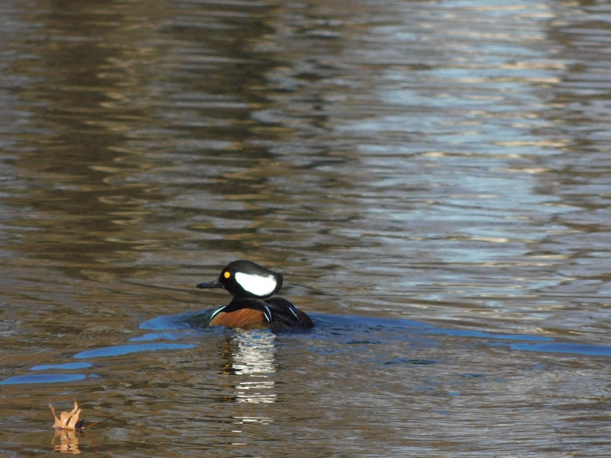 Hooded Merganser - ML627242013