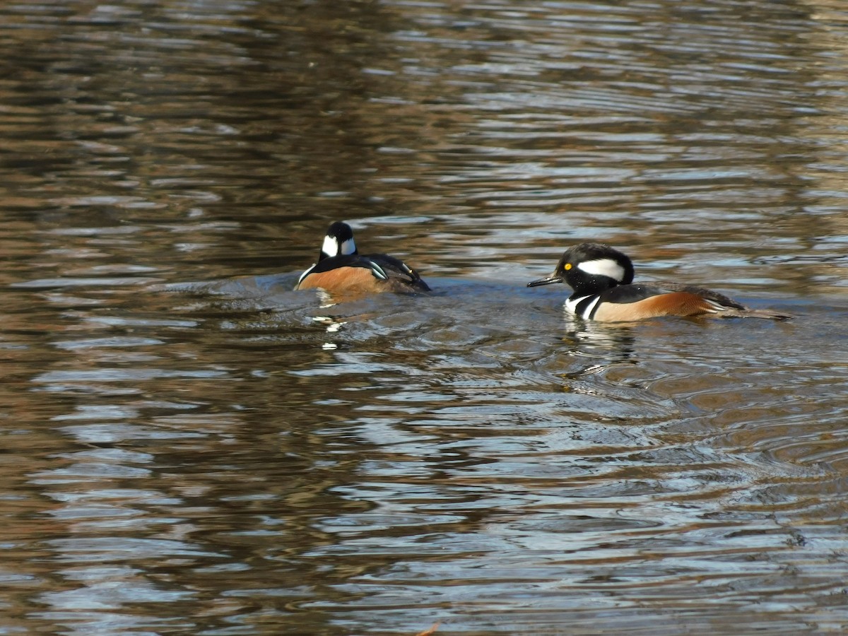 Hooded Merganser - ML627242014