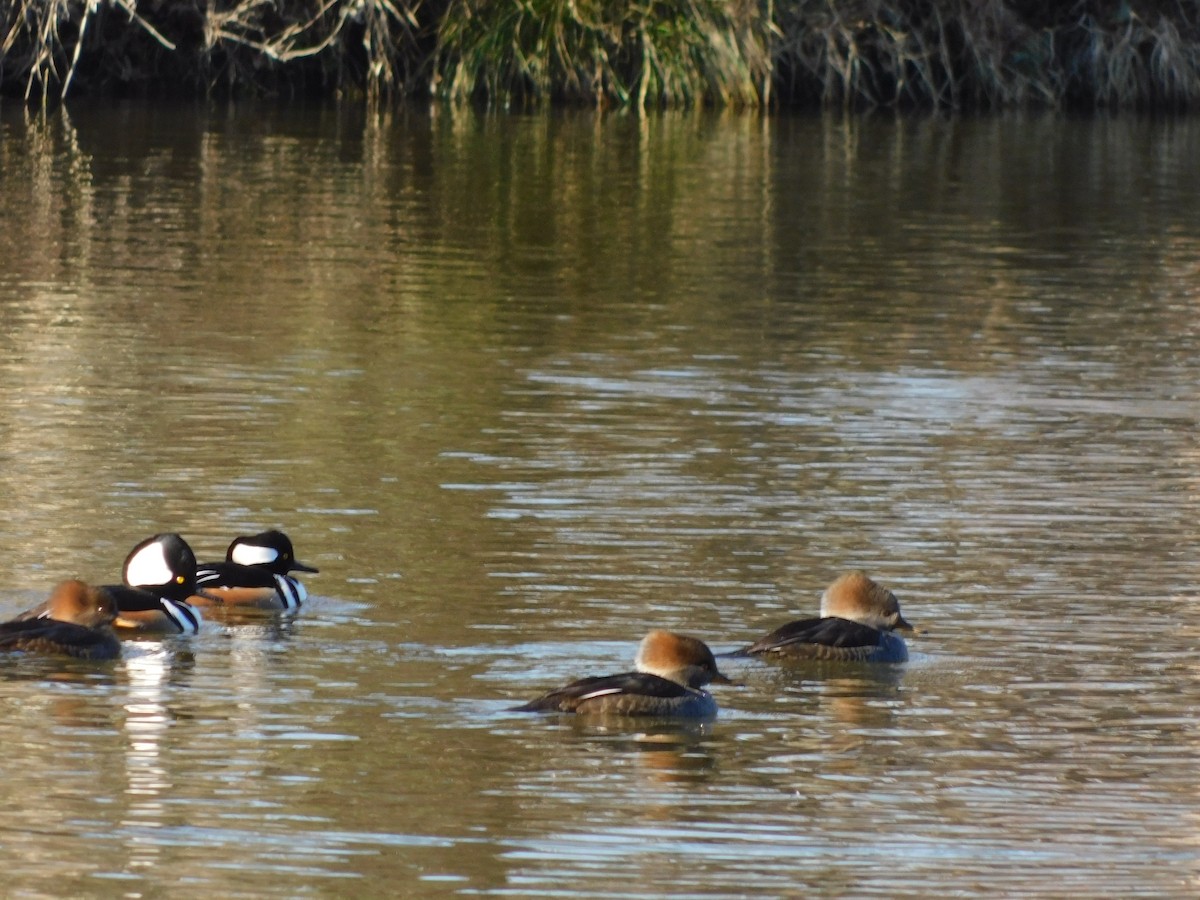 Hooded Merganser - ML627242016
