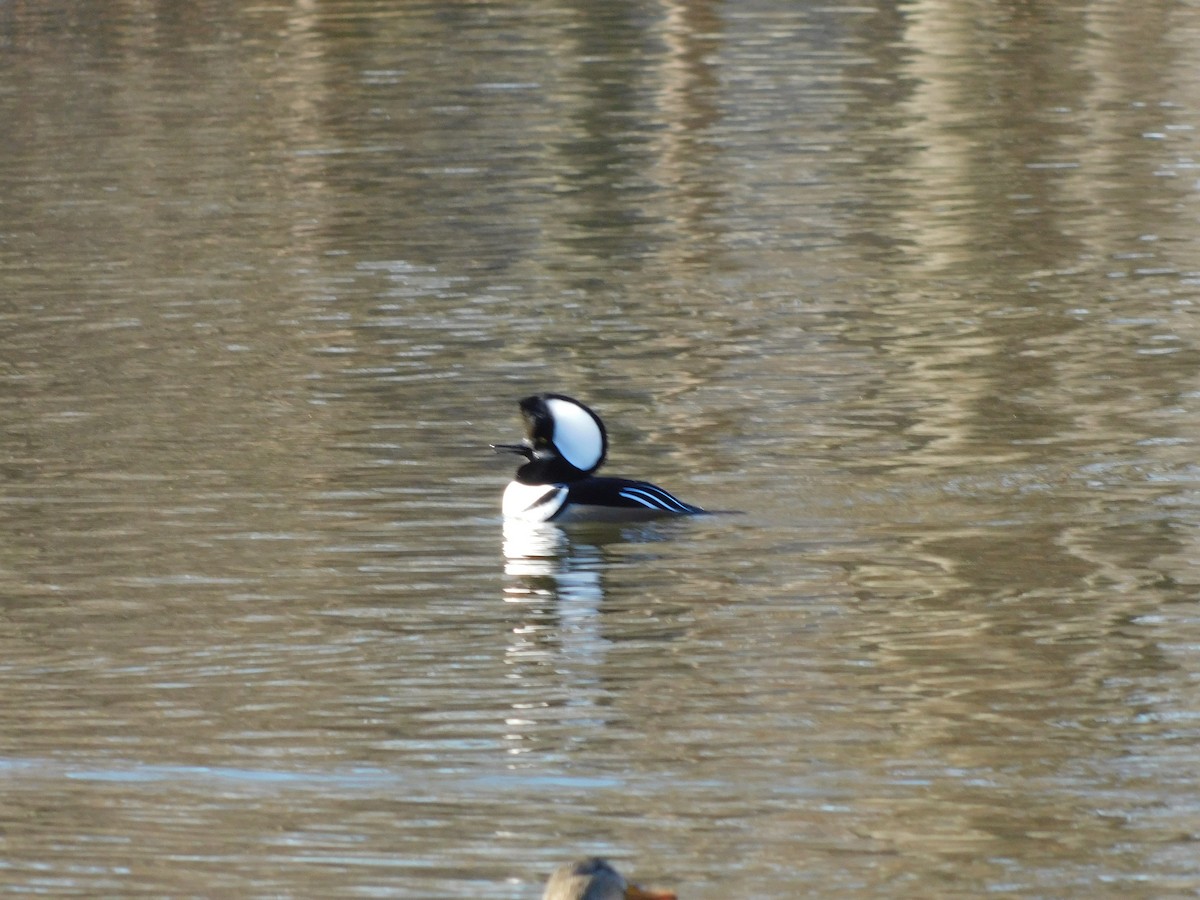 Hooded Merganser - ML627242017