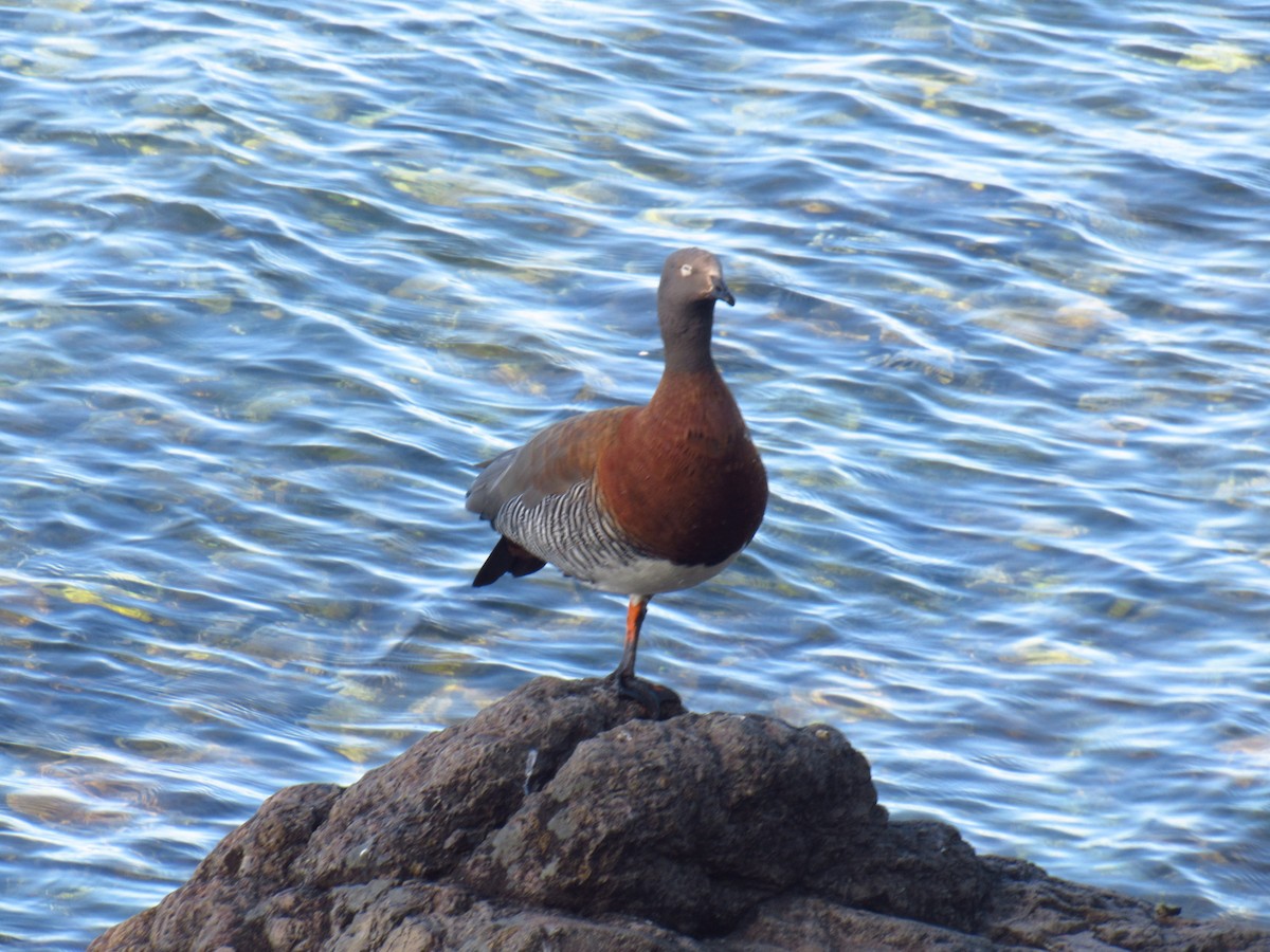 Ashy-headed Goose - ML627242025