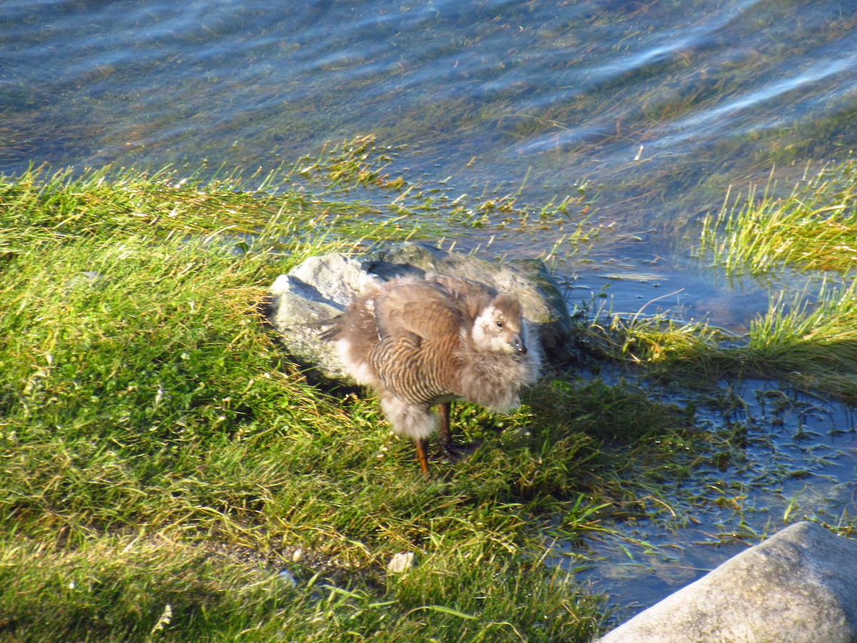Ashy-headed Goose - ML627242026