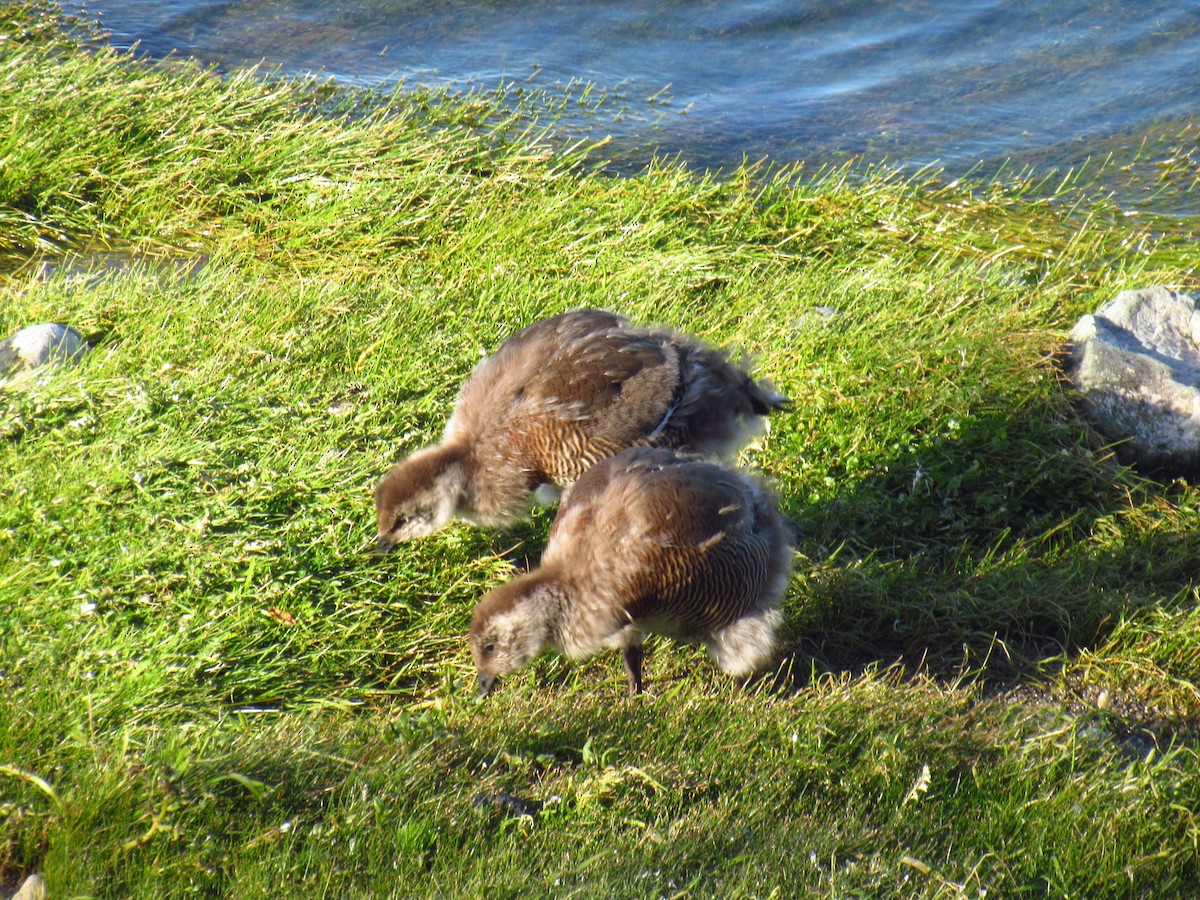 Ashy-headed Goose - ML627242027