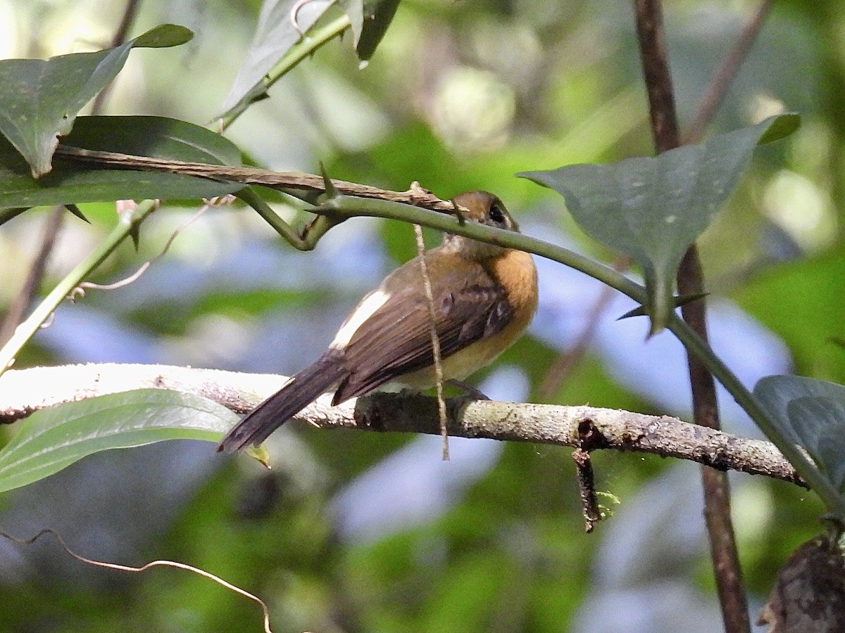 Sulphur-rumped Flycatcher - ML627242037