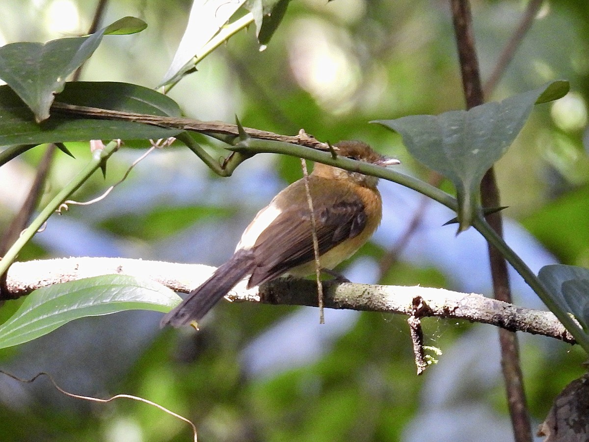 Sulphur-rumped Flycatcher - ML627242040