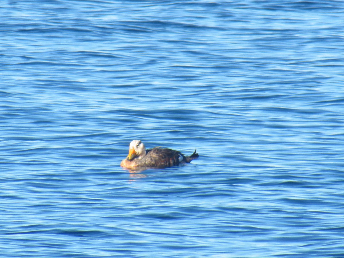 Flying Steamer-Duck - ML627242053