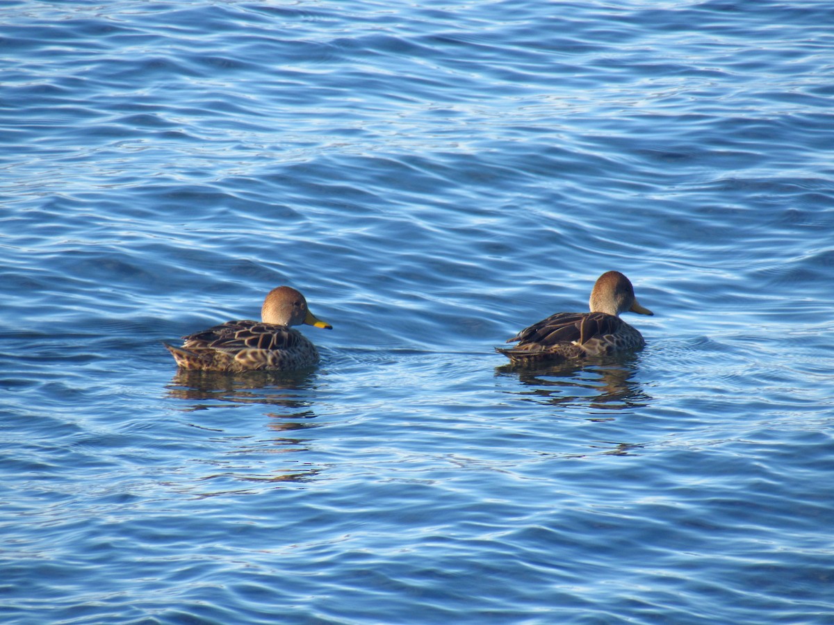 Yellow-billed Pintail - ML627242062