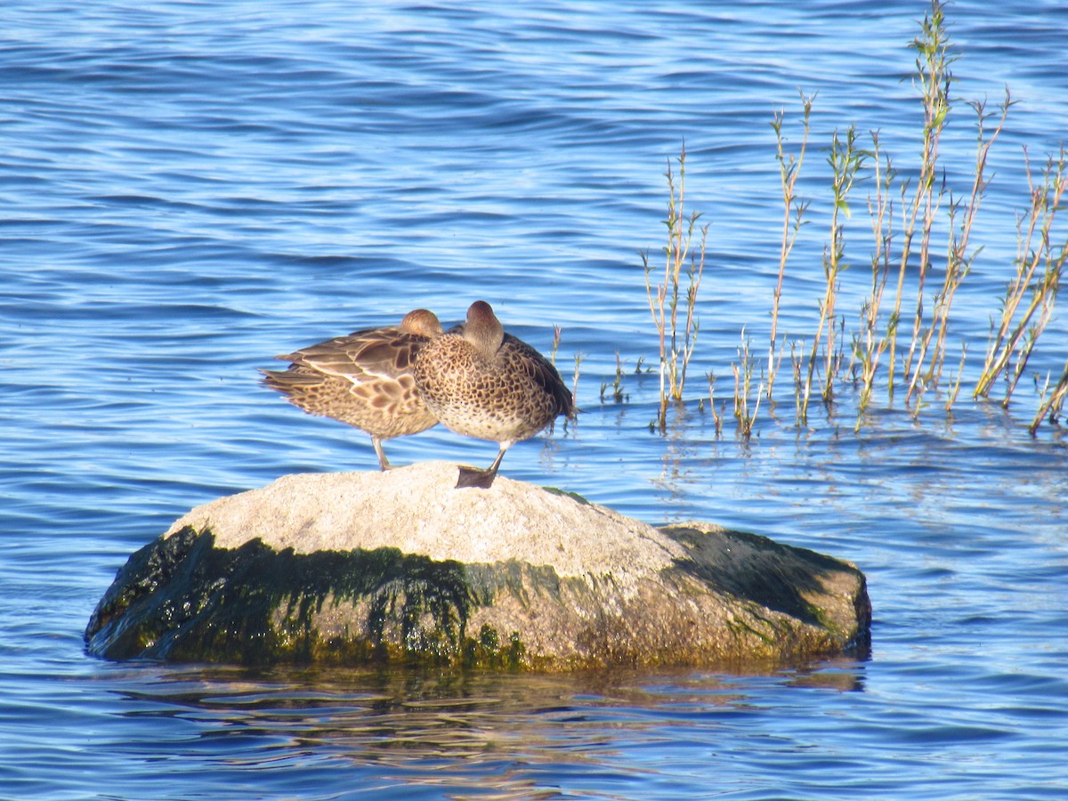 Yellow-billed Pintail - ML627242063