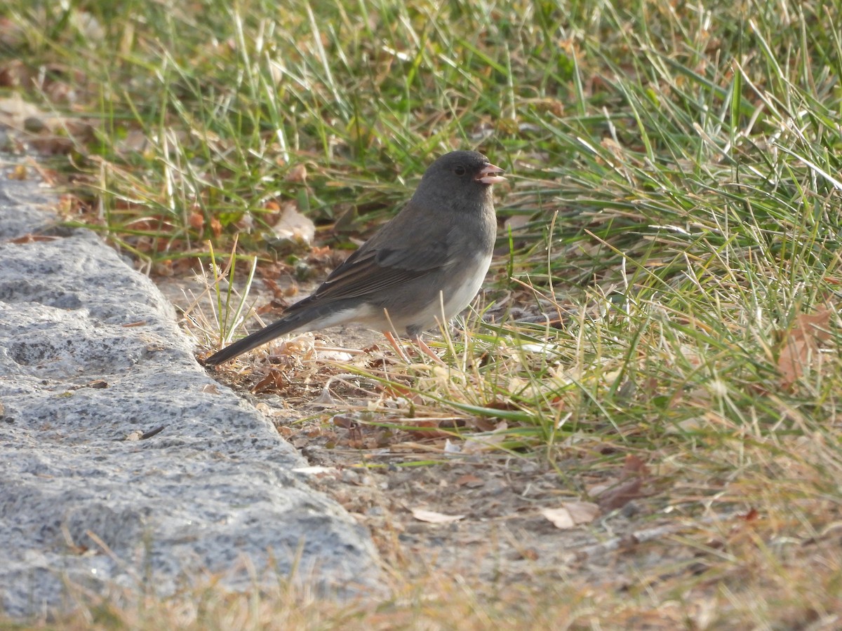 Серый юнко (hyemalis/carolinensis/cismontanus) - ML627242243