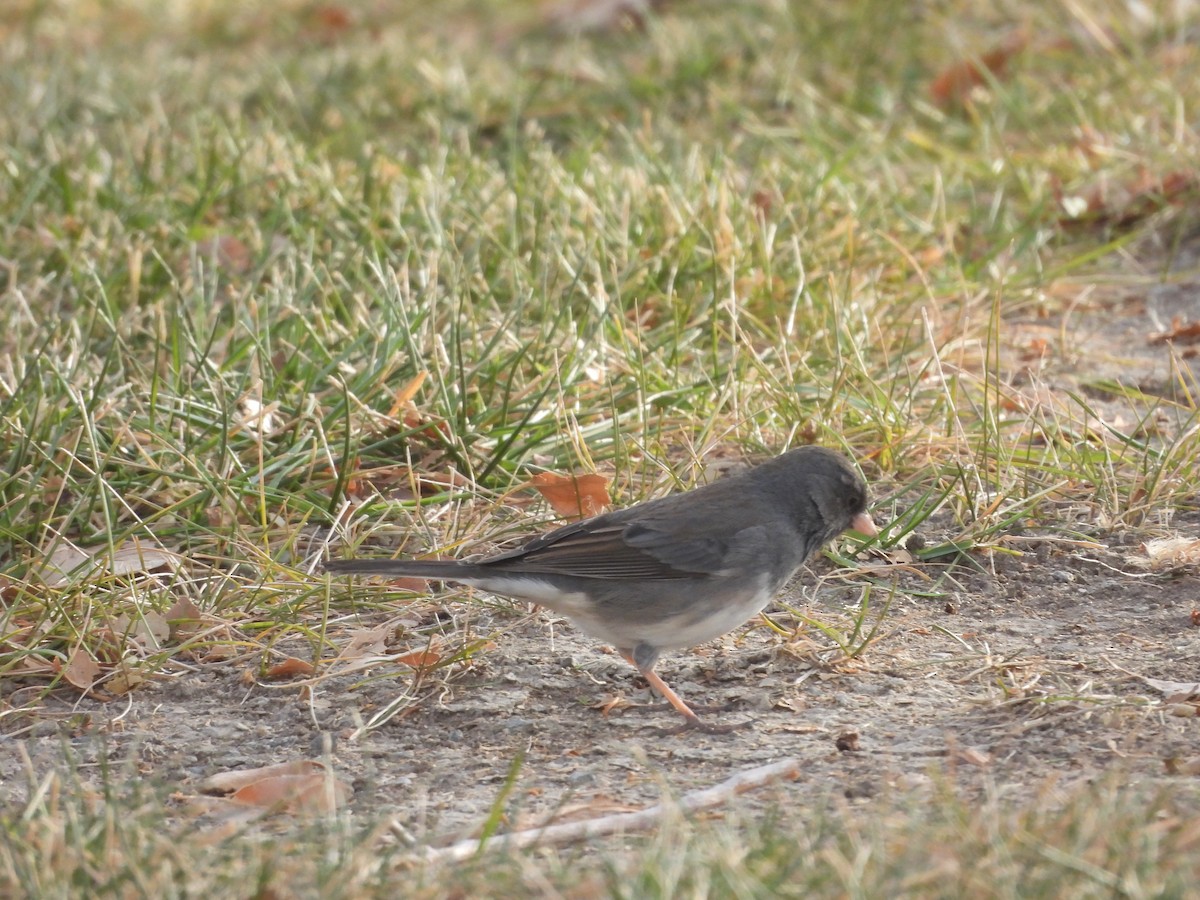 Серый юнко (hyemalis/carolinensis/cismontanus) - ML627242253