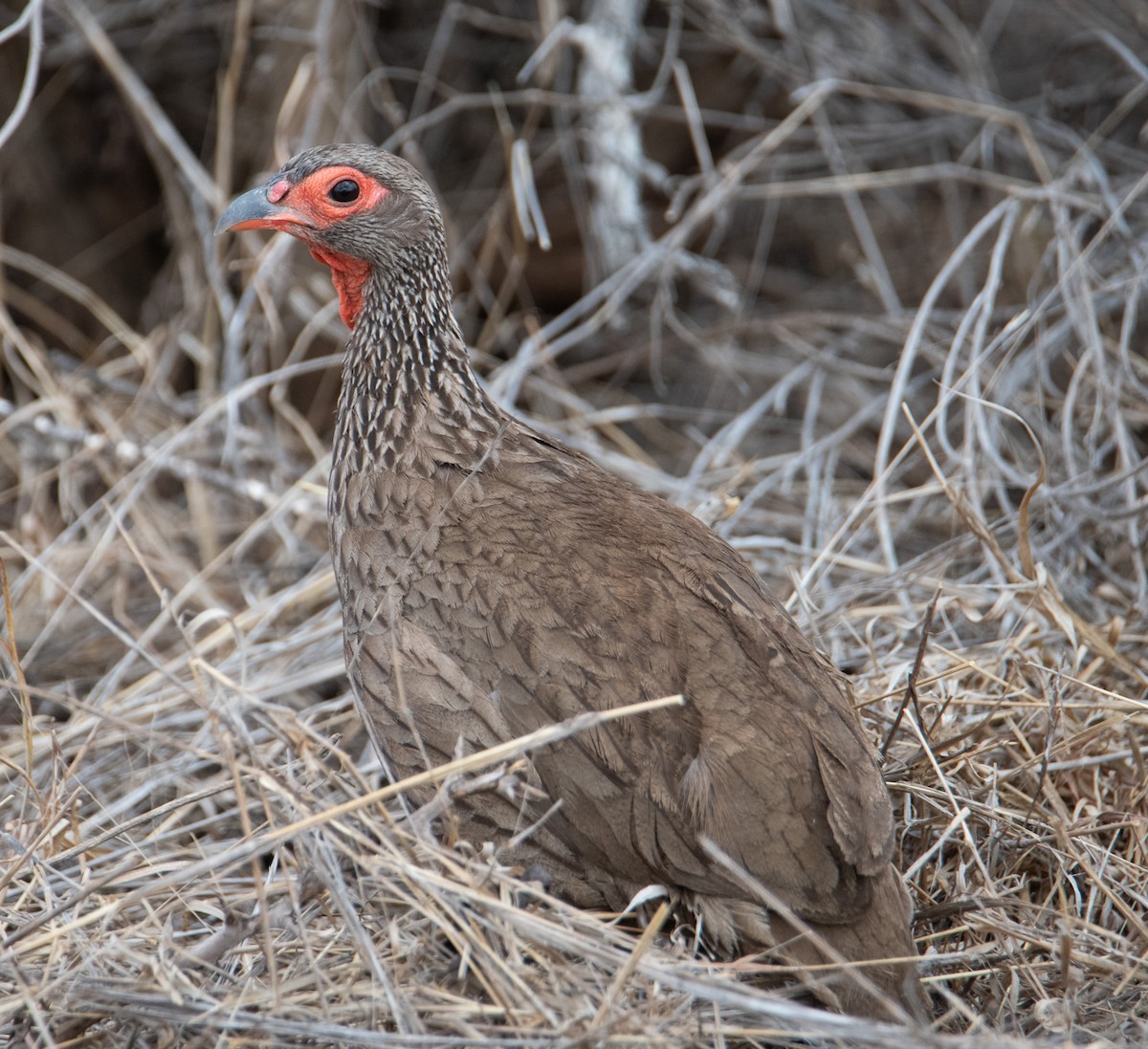 Swainson's Spurfowl - ML627242314