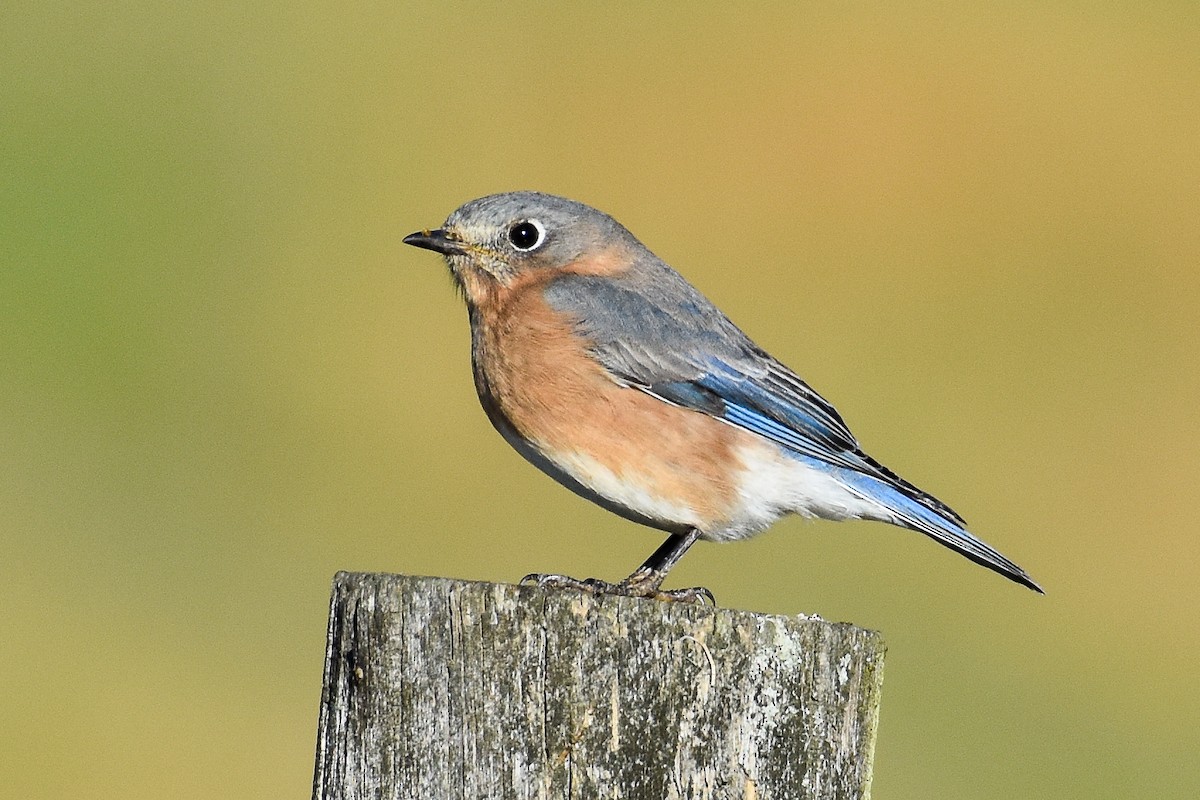 Eastern Bluebird (Eastern) - ML627242634